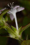 Harper's buttonweed